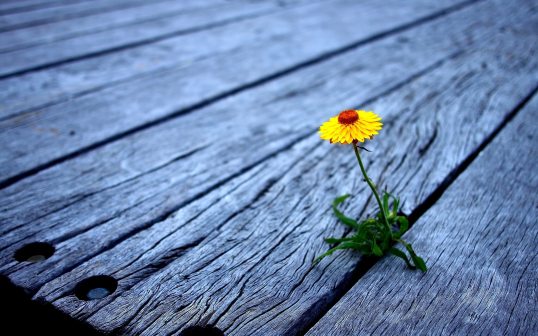 a flower on the wood